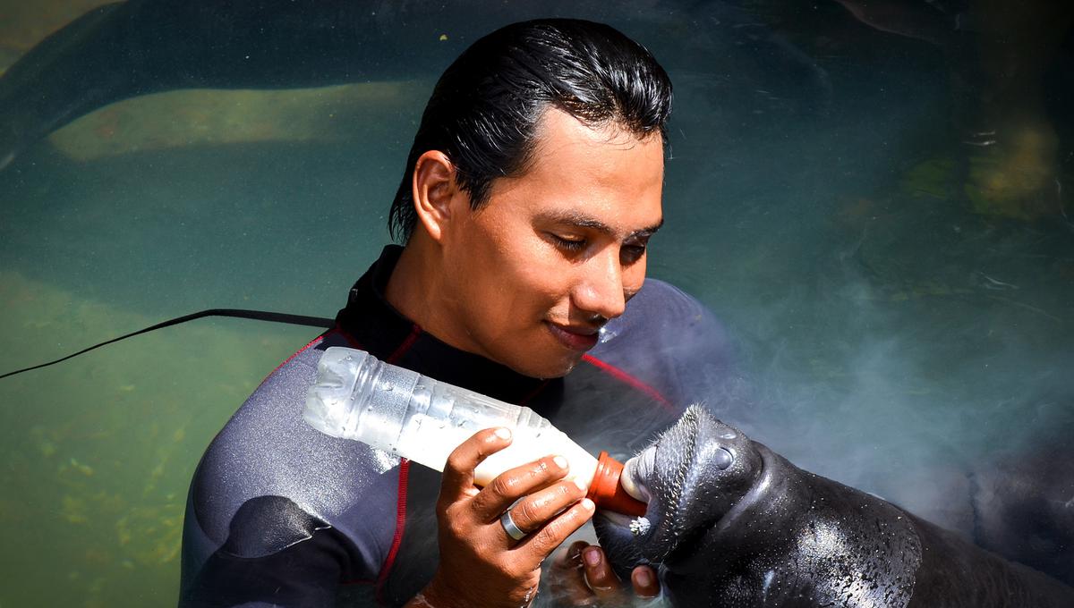 Anualmente, reciben cerca de 60 voluntarios del Perú y de distintas partes del mundo (Japón, Australia, Estados Unidos).