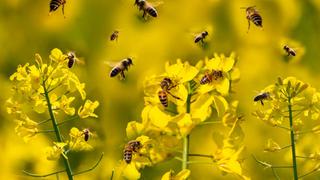 Día Mundial de las Abejas 2023: ¿cuál es su objetivo y por qué se celebra el 20 de mayo?