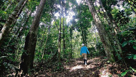 Reforestan bosque arrasado por la tala y siembra ilegal de coca