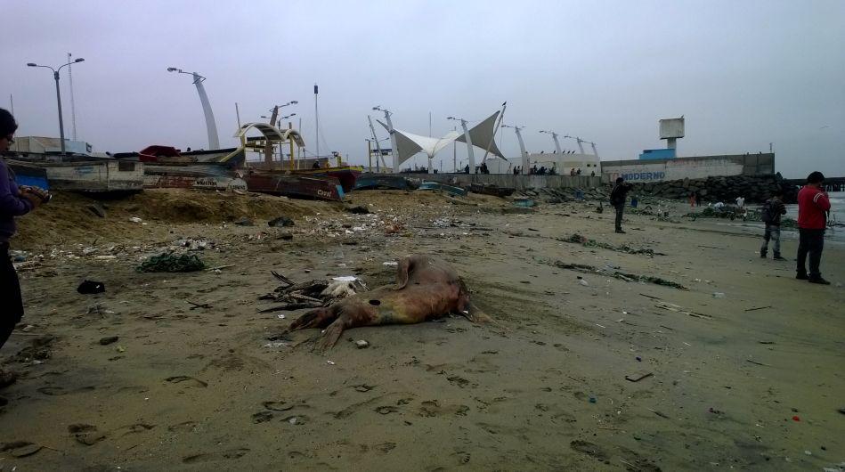 Fotos: playa es cementerio de lobos marinos y pelícanos - 1
