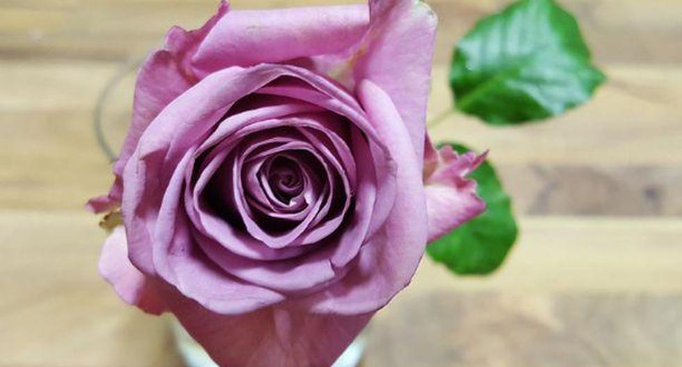 Las rosas son las flores más femeninas por naturaleza y el ingrediente perfecto para crear fragancias únicas e irresistibles. (Foto: Pixabay)