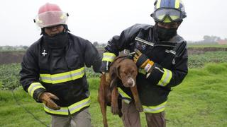 México: rescatan a dos perros que cayeron al socavón de Puebla | VIDEO
