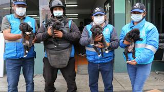 Cercado de Lima: Comando Patitas de la Municipalidad de Lima rescata 50 cachorros del comercio informal
