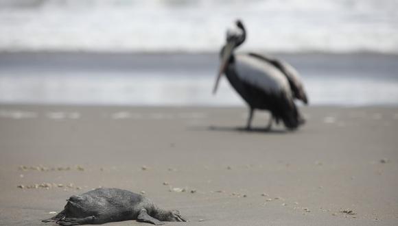 Los pelícanos son las especie más afectada por la gripe aviar en el Perú. (Foto: GEC)