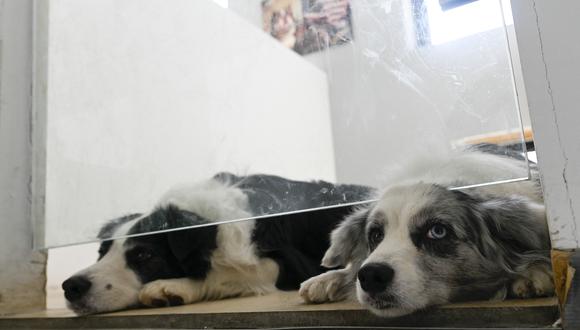 Perros descansan en un hotel para mascotas en Beijing. Fotografía del 20 de enero del 2023. AFP