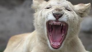 Conoce a los dos leones blancos que ahora viven en Huachipa [FOTOS]
