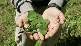 El 70% cree que Perú está camino a ser un narcoestado