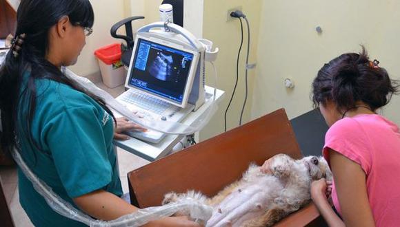 Ventanilla realiza esterilización de mascotas a S/10