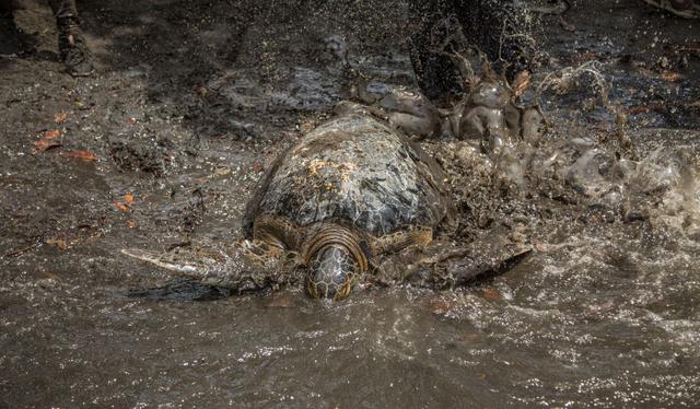 Una tortuga verde del Pacífico, de casi 200 libras de peso, da vueltas inquieta en una pileta del Centro de Conservación Marina de la Asociación Guatemalteca de Historia Natural. (EFE/Esteban Biba).