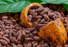 Cacao: ¿Sus altos precios pueden llevarlo a ser el nuevo oro?