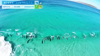 Video: Estos delfines demuestran que saben surfear