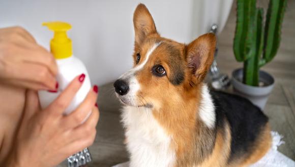 Un perro mirando un envase de un supuesto producto de limpieza. | Imagen referencial: Freepik