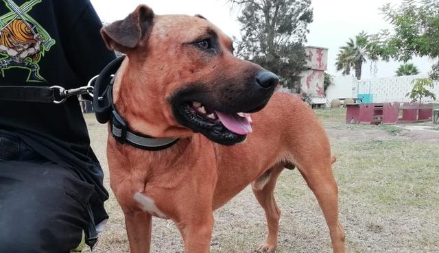 Nueve perros que estaban abandonados en las calles han sido rescatados y ahora forman parte de la Brigada Canina de la Municipalidad de Santiago de Surco. (Foto: Difusión)