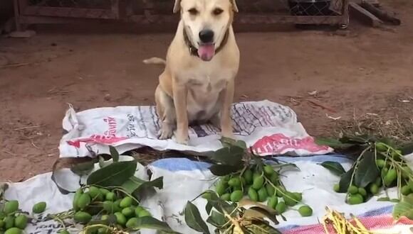 Conoce a Cream, el perrito que se hizo viral en redes sociales por 'vender' frutas en las calles | Foto: Captura de video YouTube / Viral Press