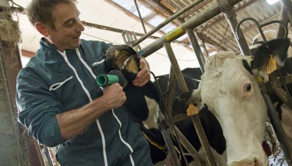 Aromaterapia, la nueva técnica para tratar a las vacas lecheras