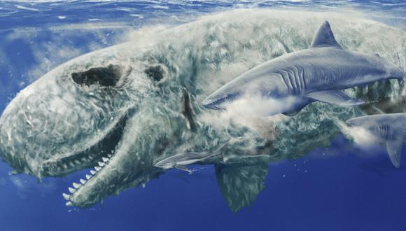 Hallazgos de fósiles hechos en nuestro desierto costero, muestran que hace unos siete millones de años, los tiburones se alimentaban de las narices de los cachalotes.