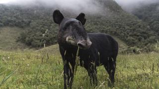 Colombia ya tiene un programa de conservación para la danta de montaña, especie en peligro de extinción