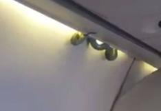 México: pasajeros de avión pasaron tremendo susto por culpa de una serpiente