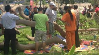 Parque Reducto N°2: caída de árbol dejó dos personas heridas