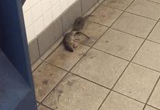 YouTube: rata no abandona a su amigo muerto y se hace viral