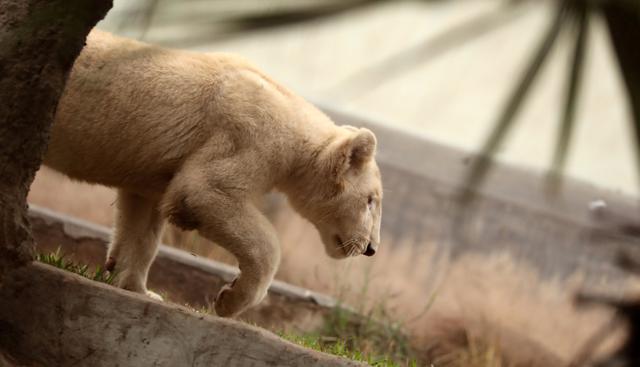La pareja, una hembra y un macho de 4 y 5 meses de edad, se encuentran en el Zoológico de Huachipa. Se trata de una especie que está en peligro de extinción. (Foto: EFE)
