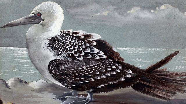 Los cuadernos de Antonio Raimondi. (Foto: Nancy Chappell/ El Comercio)