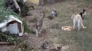 Lambayeque: diez gatos que vivían en refugio fueron carbonizados