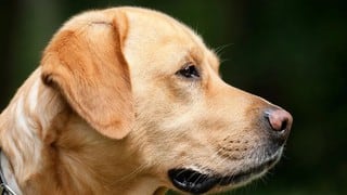 Inquieto labrador fue operado de emergencia después de comer decenas de adornos navideños