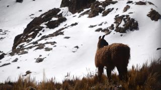 Cusco: nueva ruta turística por nevados y poblados sobre los 6 mil metros de altura | FOTOS