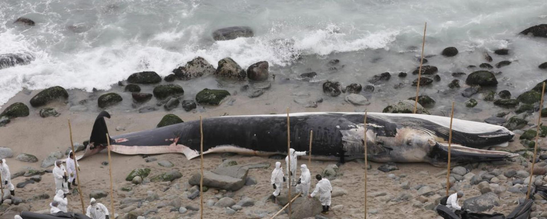 Ballena varada en Punta Hermosa: las hipótesis detrás del hallazgo de la impresionante especie de 12 metros de largo