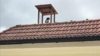 Perrito espía no dejaba de ver lo que hacían sus vecinos que ahora cuenta con puesto de vigilancia