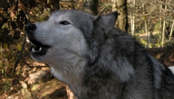 Los experimentos sugieran que los perros domésticos heredaron sus tendencias cooperativas de los lobos.&nbsp; (AFP)