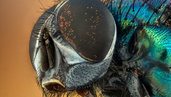 El insecto puede convertir los desperdicios en sus propias reservas proteínicas, que luego se pueden usar como medicina y pienso para animales. (Foto: Pixabay/Referencial)