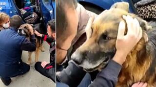 Dico, el perro que se reencontró con su familia tras perderse hace 6 años 