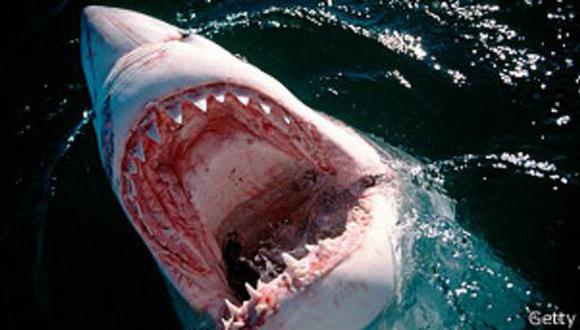 Trajes a rayas y muros de burbujas contra ataques de tiburón