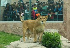 Día Mundial del León: felinos fueron homenajeados en Parque de las Leyendas
