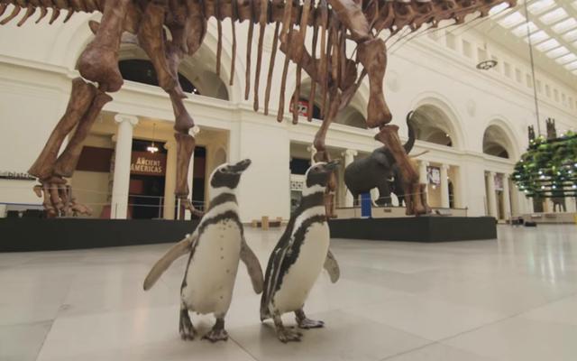 FOTO 1 DE 4 | Aprovechando que está cerrado al público, unos pingüinos realizaron una visita ‘guiada’ por las instalaciones del Museo Field de Historia Natural de Chicago (Estados Unidos). | Foto: Captura/Shedd Aquarium (Desliza a la izquierda para ver más fotos)
