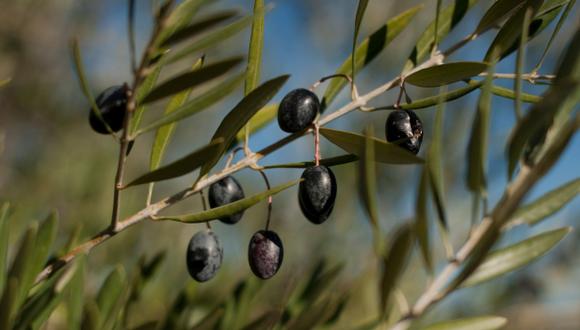 Aceite de oliva y micobacteria ayudan contra cáncer de vejiga