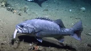 Científicos captan el preciso momento en que un enorme pez devora un tiburón | VIDEO