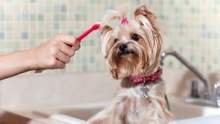 Mantén saludable a tu perro lavándole la boca de forma seguida