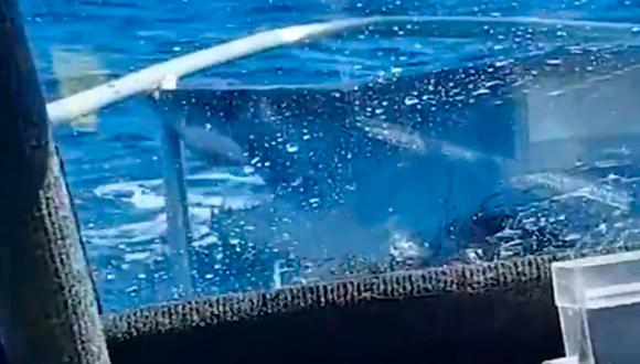 El gran susto que se dieron unos pescadores al ver que un tiburón de tres metros saltó encima de su embarcación | Foto: Twitter