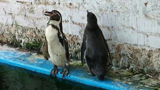 Pingüinos encerrados en restaurante de Lurín fueron rescatados