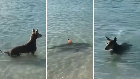 El animal se lanzó al agua sin pensarlo dos veces. (Foto: @neptonics_worldwide | Instagram)
