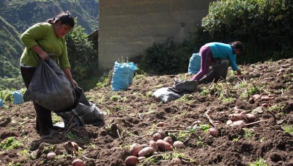"Según los indicadores de desarrollo mundial, se necesitan cinco agricultores peruanos para producir lo que puede generar, en promedio, un trabajador agrícola chileno o brasileño", expresan. (Foto: GEC)