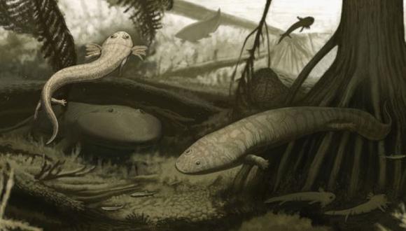 Descubren fósiles de dos nuevas especies de anfibios extintos