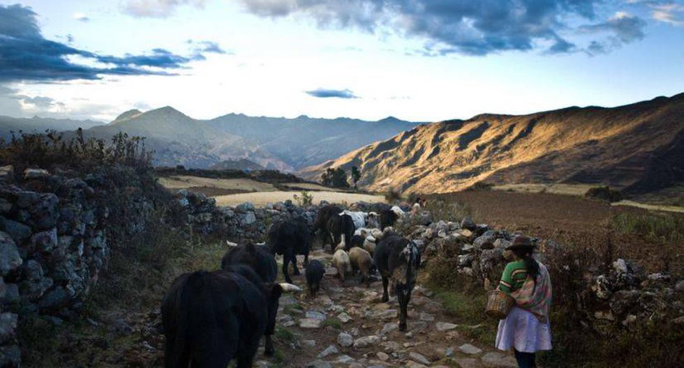 El camino inca recorre 250 kilómetros de territorio peruano. (Foto: Andina)
