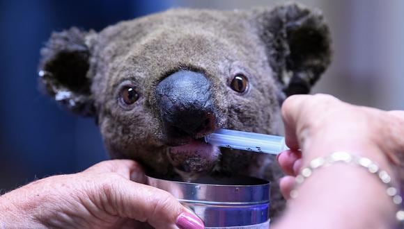 Un Koala deshidratado y herido recibe tratamiento en el Hospital Port Macquarie Koala en Port Macquarie el 2 de noviembre de 2019, luego de su rescate de un incendio forestal. (Foto: SAEED KHAN / AFP)