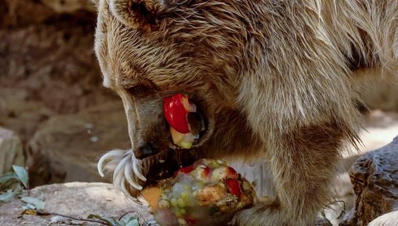 Un oso pardo sirio mastica un bloque de frutas congeladas en el Safari Zoo de Israel en Ramat Gan, al norte de la ciudad costera mediterránea de Tel Aviv, el 28 de julio de 2022. (Foto referencial de JACK GUEZ / AFP)