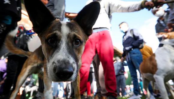 El hospital para mascotas se ubicará en Bosa. (Foto: Mauricio Moreno /El Tiempo).