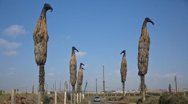 Los gallinazos de Cristina Planas toman los Pantanos de Villa - 9